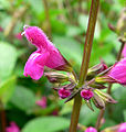 Salvia chiapensis