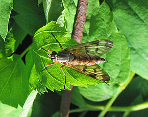 Description de l'image Schnepfenfliege (Rhagionidae) 1.jpg.