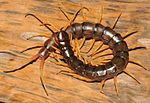 Scolopendra cataracta, the world's only amphibian centipede