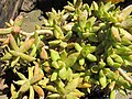 Sedum nussbaumerianum