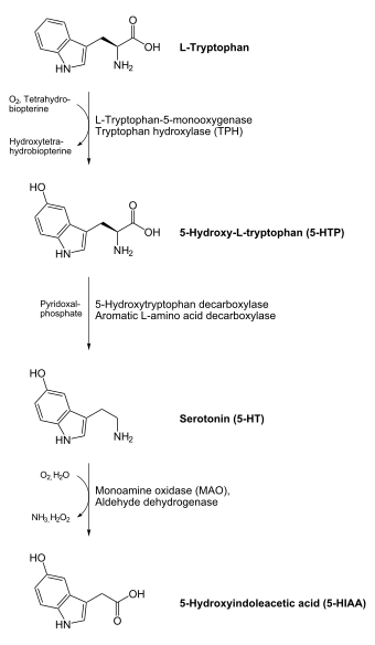 On top an L-tryptophan molecule with an arrow down to a 5-HTP molecule. Tryptophan hydroxylase catalyses this reaction with help of O2 and tetrahydrobiopterin, which becomes water and dihydrobiopterin. From the 5-HTP molecule goes an arrow down to a serotonin molecule. Aromatic L-amino acid decarboxylase or 5-Hydroxytryptophan decarboxylase catalyses this reaction with help of pyridoxal phosphate. From the serotonin molecule goes an arrow to a 5-HIAA molecule at the bottom of the image. Monoamine oxidase catalyses this reaction, in the process O2 and water is consumed, and ammonia and hydrogen peroxide is produced.