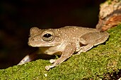 Smilisca sila, the Panama cross-banded tree frog