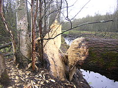 Осина, подгрызенная бобрами