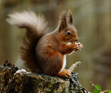 Red squirrel, by Peter Trimming