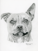 Hand-drawn portrait of a Staffordshire Bull Terrier. She is very adorable and has a floppy ear.
