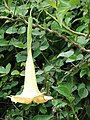 Une fleur de Brugmansia candida.