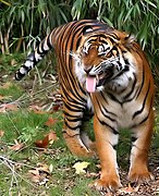 Flehmen response in a Sumatran tiger