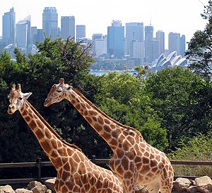 Giraffes in the Taronga Zoo with the Sydney skyline in background.