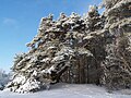 Tõrvanõmme pine in winter