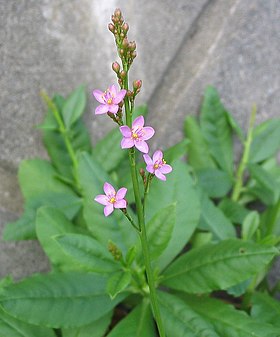 Flor e folhas do Talinum fruticosum