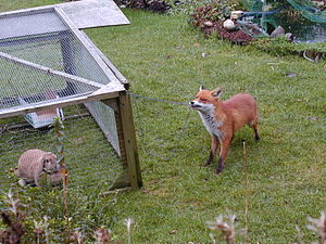 Urban fox 379 (original uncropped of File:Urban fox and rabbit.jpg)