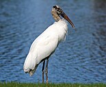 Wood stork