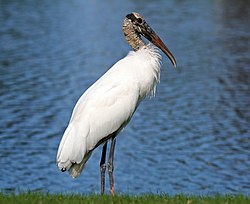 Amerikaniibishaikara Tampassa, Floridassa.