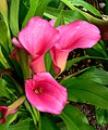 Zantedeschia 'Neon Amour'