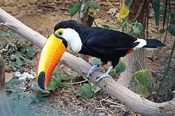 Тукан великий (Ramphastos toco)