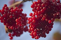 Viburnum opulus or kalyna has been a symbol of Ukrainian culture since ancient times.[27]