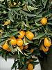 Kumquats on tree branch