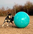 C'est po une ptite balle qui va faire la loi