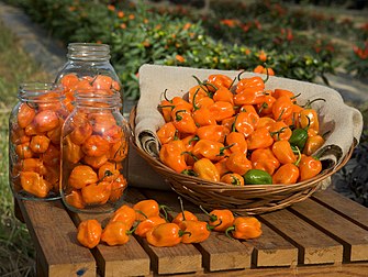 Piments habanero. (définition réelle 2 700 × 2 031)