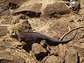 A Galapagos Land Iguana on the North Seymour Island in the Galapagos
