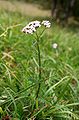 Achillea millefolium (infiorescenza, stelo e foglie)