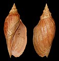 A espécie Adelomelon beckii (Broderip, 1836) tem conchas que podem atingir os 49.2 centímetros e seu habitat fica na região sul do oceano Atlântico, em águas moderadamente geladas ao leste da América do Sul; no Brasil, Uruguai e Argentina.[7]