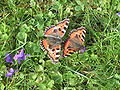 Aglais urticae, male and female, Germany