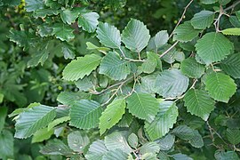 Alnus incana