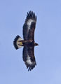 Golden eagle