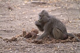 Babouin consommant des déjections d'éléphant.