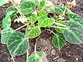 Begonia imperialis var. brunea