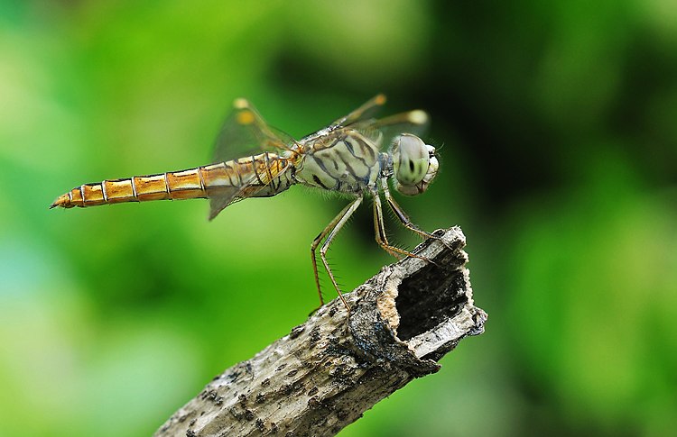 Самка стрекозы Brachythemis contaminata. Бардхаман, Западная Бенгалия, Индия