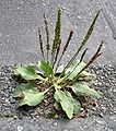 Plantago major