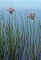 Водољуб (Butomus umbellatus)