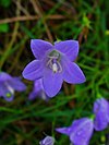 State flower of Scotland