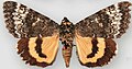 Catocala grotiana Grote's underwing