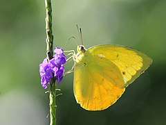 鎘黃遷粉蝶 Catopsilia scylla