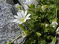 Einblütiges Hornkraut (Cerastium uniflorum)