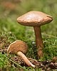 peppery bolete