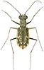 The beetle Cicindela marginata.