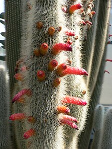 Cleistocactus strausii, by Raul654