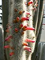 Silver Torch cactus