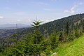 Foresta di abeti rossi degli Appalachi Meridionali vicino al Clingmans Dome