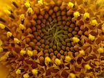 Détail d'une fleur de tournesol