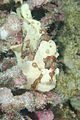 Commerson's frogfish, Kona, Hawaii, Antennarius commerson