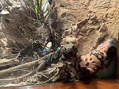 With a giant horned lizard and a gila monster, at the Bronx Zoo.