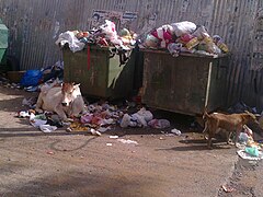 Chien éboueur en Inde