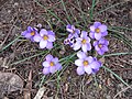 Crocus minimus