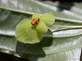 C. heterosepala