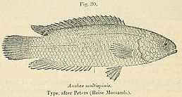 Ctenopoma multispine